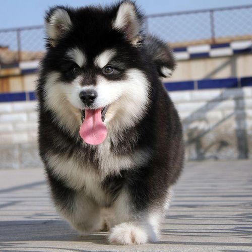 阿拉斯加犬图片(养了之后会后悔吗)
