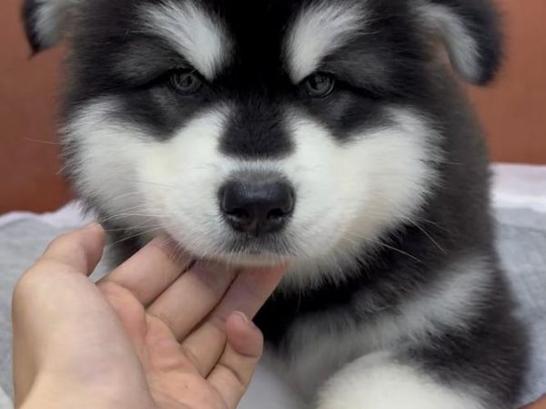 阿拉斯加犬多少钱一只( 黑十字、烟灰桃脸哪个更贵)