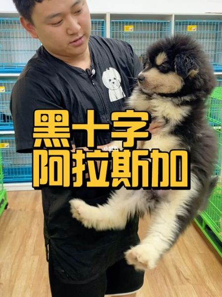 阿拉斯加犬多少钱一只( 黑十字、烟灰桃脸哪个更贵)