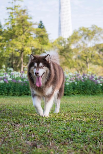阿拉斯加犬好养吗(它真的适合你吗)