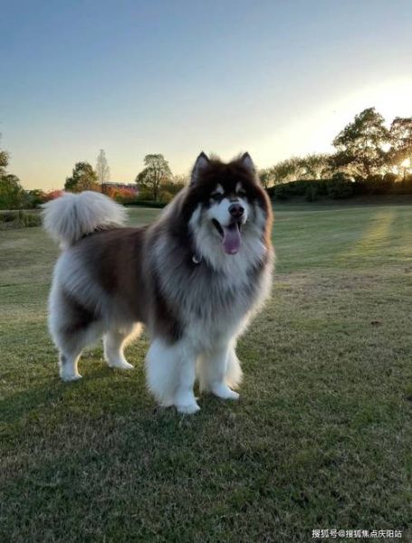 阿拉斯加犬好养吗(它真的适合你吗)