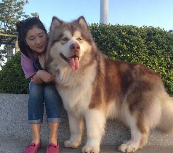 阿拉斯加犬怎么养(运动量该多少)