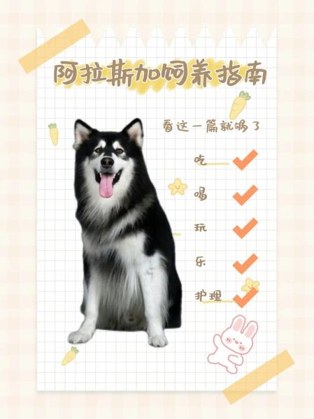 阿拉斯加犬怎么养(运动量该多少)