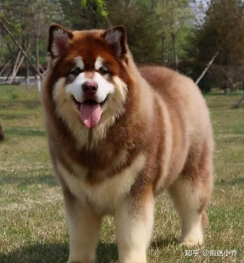 阿拉斯加犬性格(它会攻击人吗)