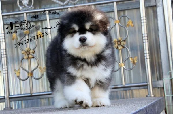 阿拉斯加犬性格(它会攻击人吗)