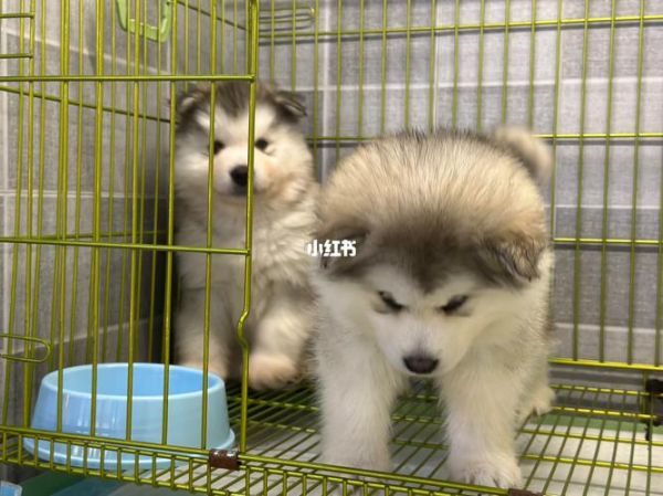 阿拉斯加犬舍(去犬舍还是去宠物店)