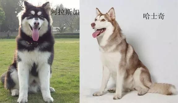 阿拉斯加犬跟哈士奇(还有什么明显的区别)