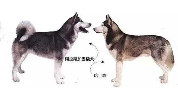 阿拉斯加犬跟哈士奇(还有什么明显的区别)