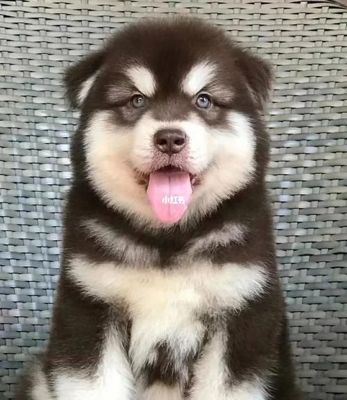 阿拉斯加雪撬犬(你准备好迎接拆家了吗)