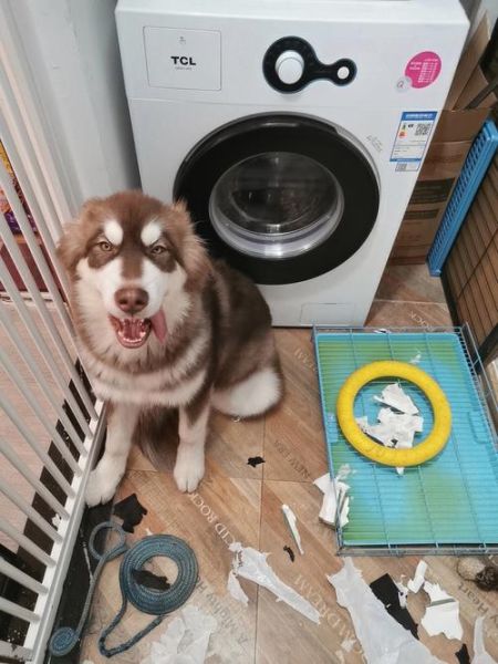 阿拉斯加雪撬犬(你准备好迎接拆家了吗)