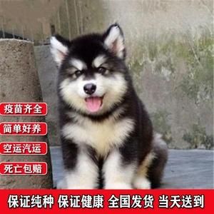 阿拉斯加雪橇犬价格(是血统重要还是品相更关键)