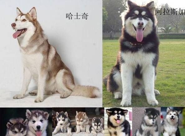阿拉斯加雪橇犬和哈士奇的区别(谁的性格更像狼)