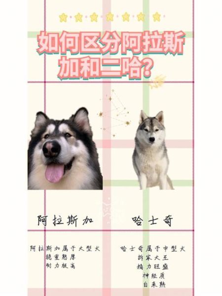阿拉斯加雪橇犬哈士奇(它们有什么区别)