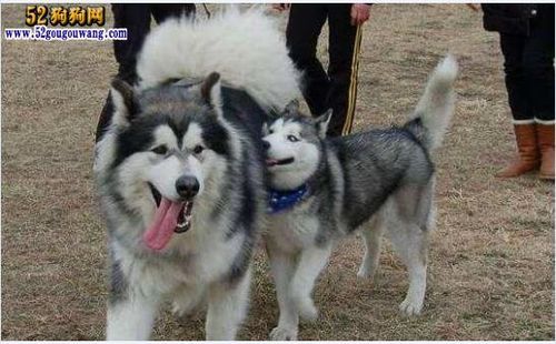 阿拉斯加雪橇犬哈士奇(它们有什么区别)