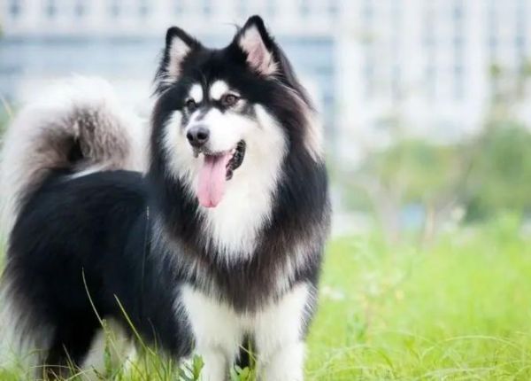 阿拉斯加雪橇犬好养吗(它们会很黏人吗)
