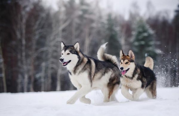 阿拉斯加雪橇犬怎么养(怎样才能让它健康成长)