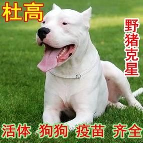 阿根廷杜高价格(价格会更高吗)