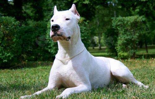 阿根廷杜高犬(它真的容易驾驭吗)