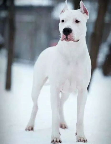 阿根廷杜高犬(它真的容易驾驭吗)