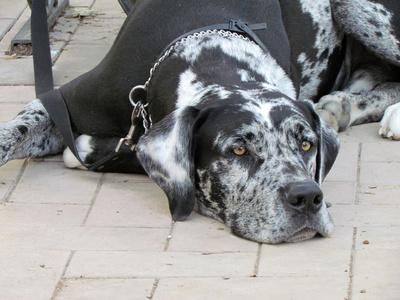 阿根廷獒犬( 它真的适合当宠物吗)