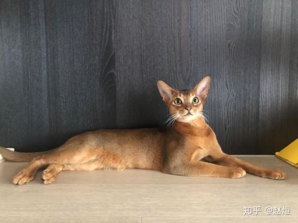阿比西尼亚猫( 它值得你花大价钱吗)