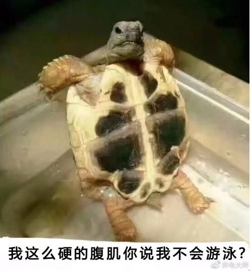 陆龟会游泳吗( 它们在水里能活下来吗)