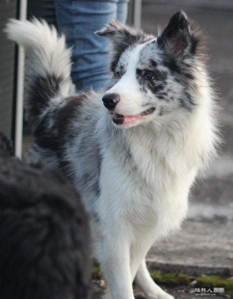 陨石边境牧羊犬( 它真的值得拥有吗)