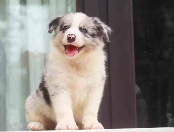 陨石边境牧羊犬价格(成年犬价格又多少)