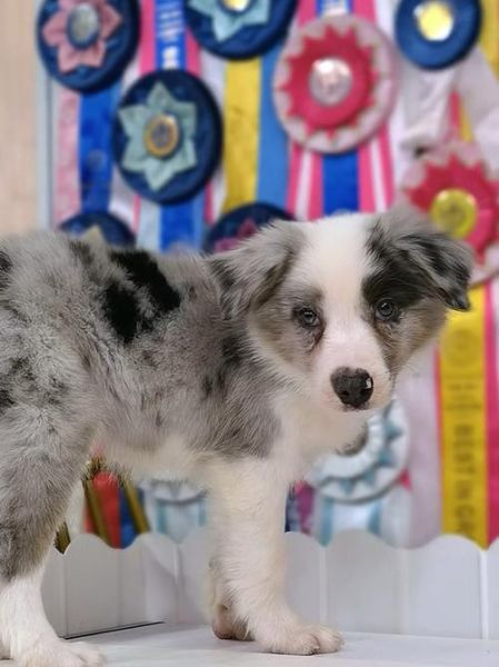 陨石边境牧羊犬价格(成年犬价格又多少)