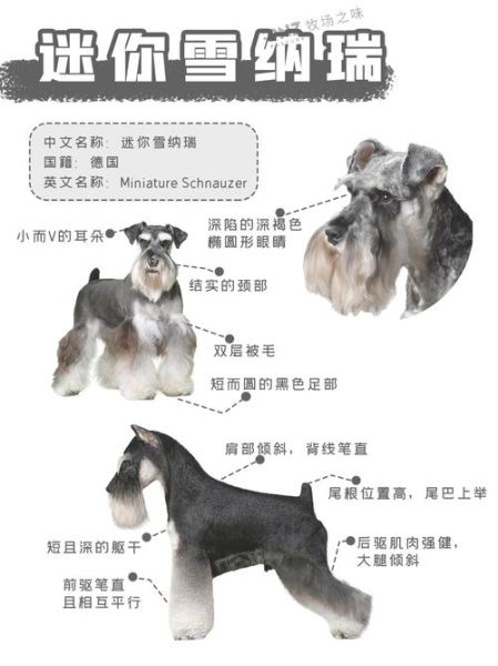 雪拉瑞(你知道它们的区别在哪吗)