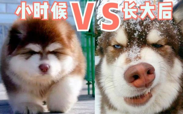 雪橇三傻(它们到底有什么缺点)