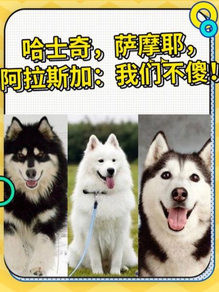 雪橇犬( 为什么它们被称为雪橇三傻)