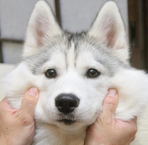 雪橇犬价格(看血统还是看品相)