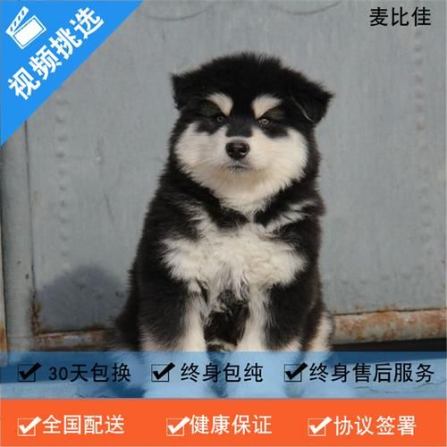雪橇犬价格(看血统还是看品相)