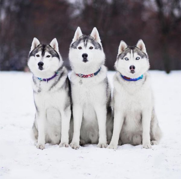 雪橇犬图片(它们是不是很聪明)