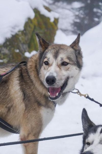 雪橇犬图片(它们是不是很聪明)
