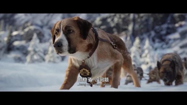 雪橇犬的电影(惊险还是温暖)