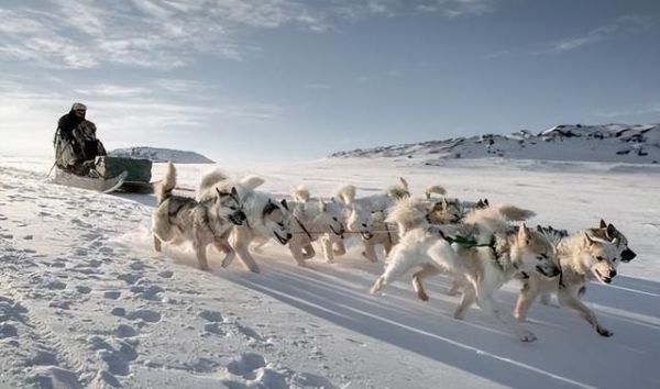 雪橇狗(它们都吃些什么才能保持体力)