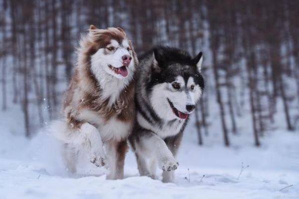 雪橇狗(它们都吃些什么才能保持体力)