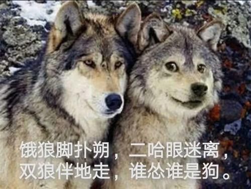雪狼狗(它和狼有什么区别)