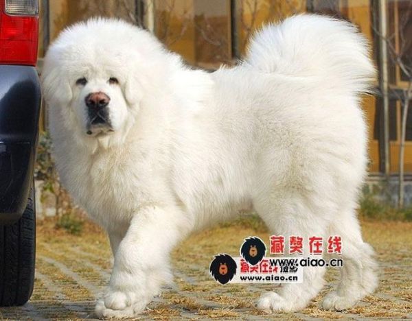 雪獒(它代表着什么意义)