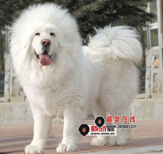 雪獒图片(防御力到底有多强)