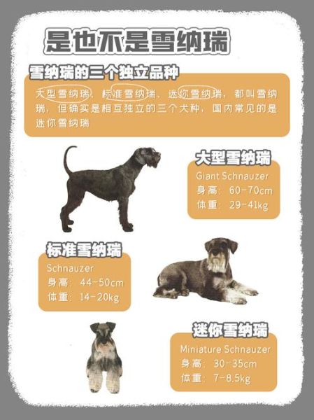 雪纳瑞好养吗(为什么养的人反而很少呢)