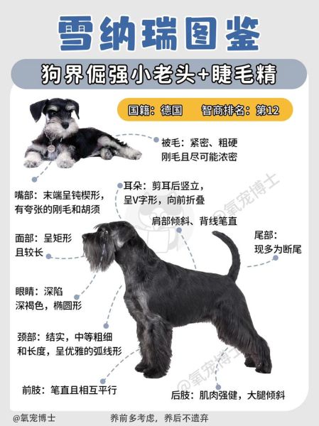 雪纳瑞性格(它适合独居老人吗)