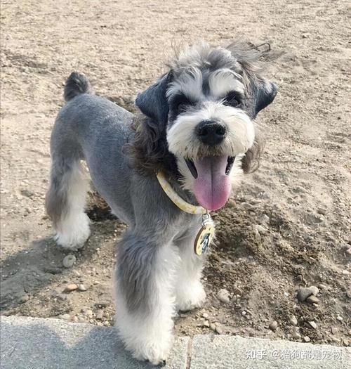 雪纳瑞犬(它会很粘人吗)