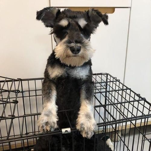 雪纳瑞犬(它会很粘人吗)
