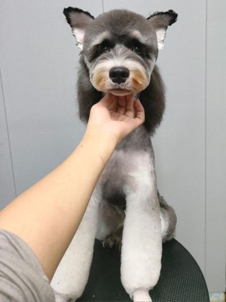 雪纳瑞造型( 什么造型最显气质)