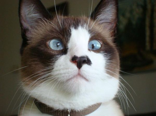 雪鞋猫(适合新手养猫吗)