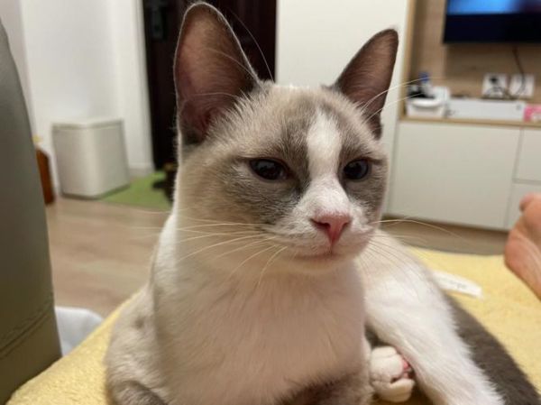 雪鞋猫(适合新手养猫吗)