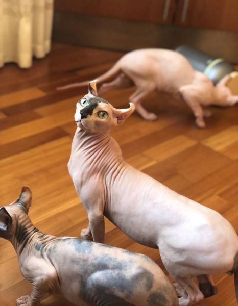 霍思燕家的猫( 这么丑为什么还那么多人喜欢)